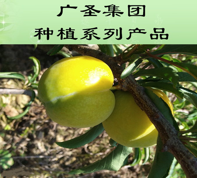 广圣集团种植产品系列——蜂糖李
