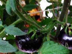 黑番茄种植管理